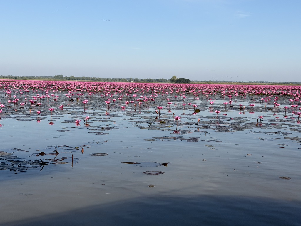 ビエンチャン近郊の蓮の湖に広がるピンクのスイレン