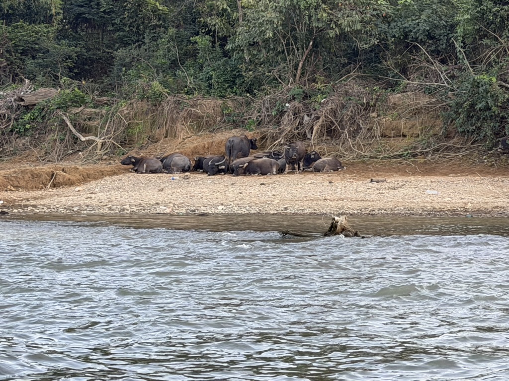メコン川の川岸で見かけたラオスの水牛の群れ