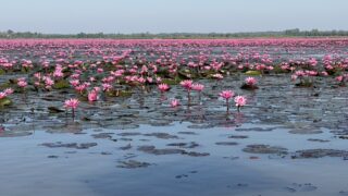 タレーブアデーン湖一面に広がるピンクの蓮の花と青空