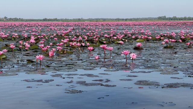タレーブアデーン湖一面に広がるピンクの蓮の花と青空