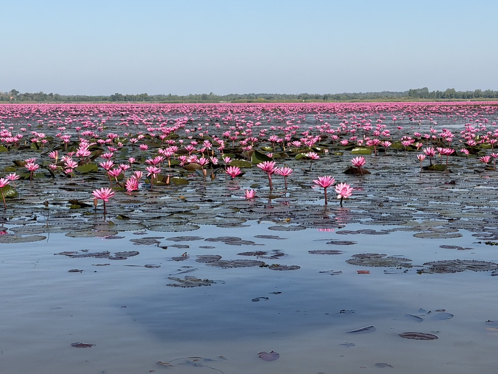 タレーブアデーン湖一面に広がるピンクの蓮の花と青空
