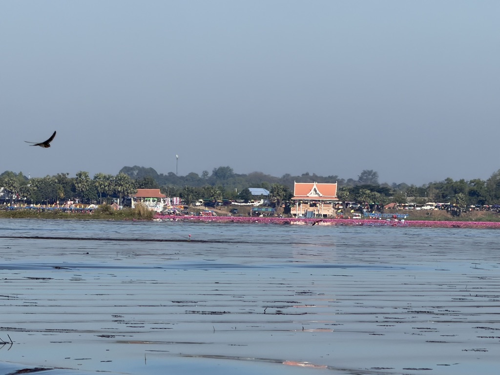 タレーブアデーンの蓮の湖をボートで渡る景色・白鷺と寺院のシルエット