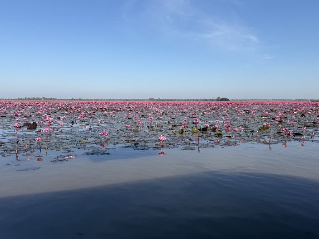 タレーブアデーンの広大な赤い蓮の湖のパノラマ・水平線まで続く花の海