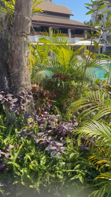 熱帯植物と棕梠の木に囲まれたリゾートのガーデンとプール