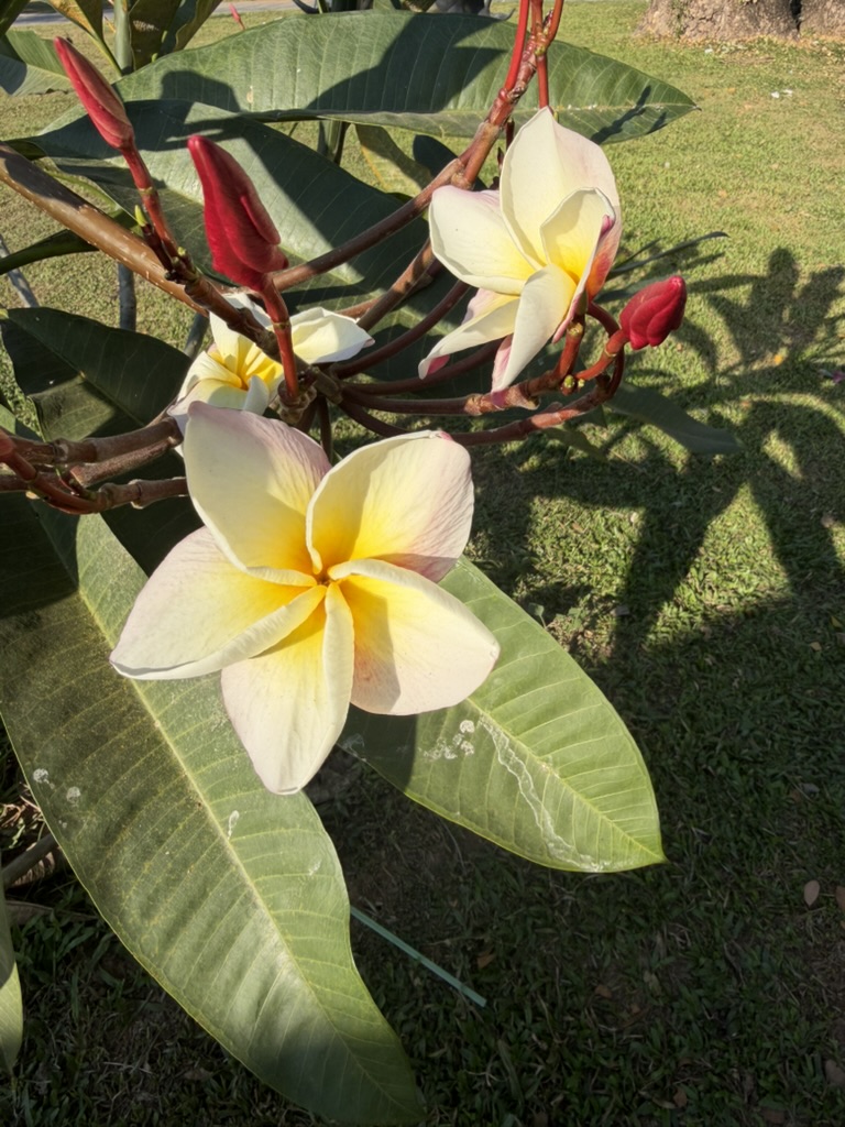 仏像公園の庭に咲く白と黄色のプルメリアの花