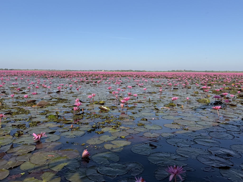 広大な蓮の湖の水面と緑のハスの葉のコントラスト
