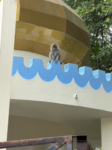建物に現れた猿