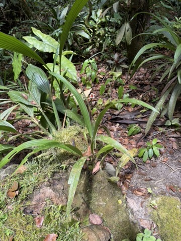 ジャングルの植物