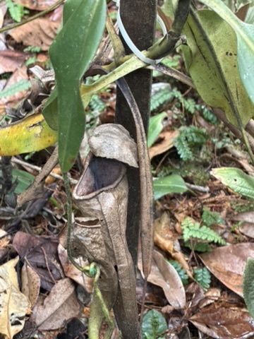 ウツボカズラ（食虫植物）