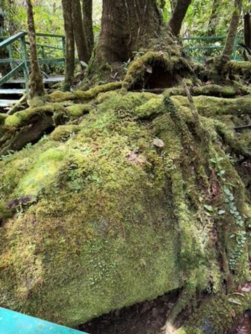 苔むした岩と木の根