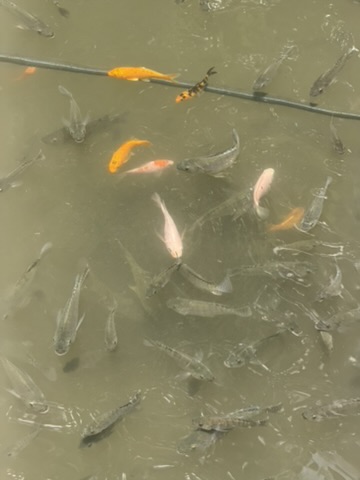 モスク敷地内の池の鯉