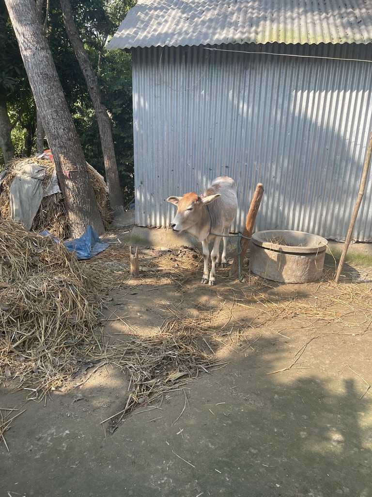 バングラデシュの農村で出会った子牛