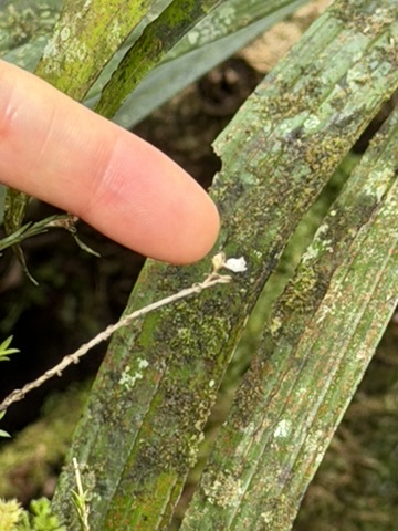 ジャングルの苔むした植物に指を近づけている写真