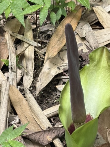ジャングルの地面に生える珍しい熱帯植物。黒い肉穂花序