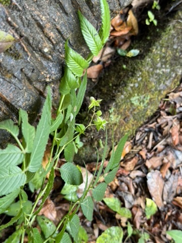 ジャングルの地面に広がる多様な植生