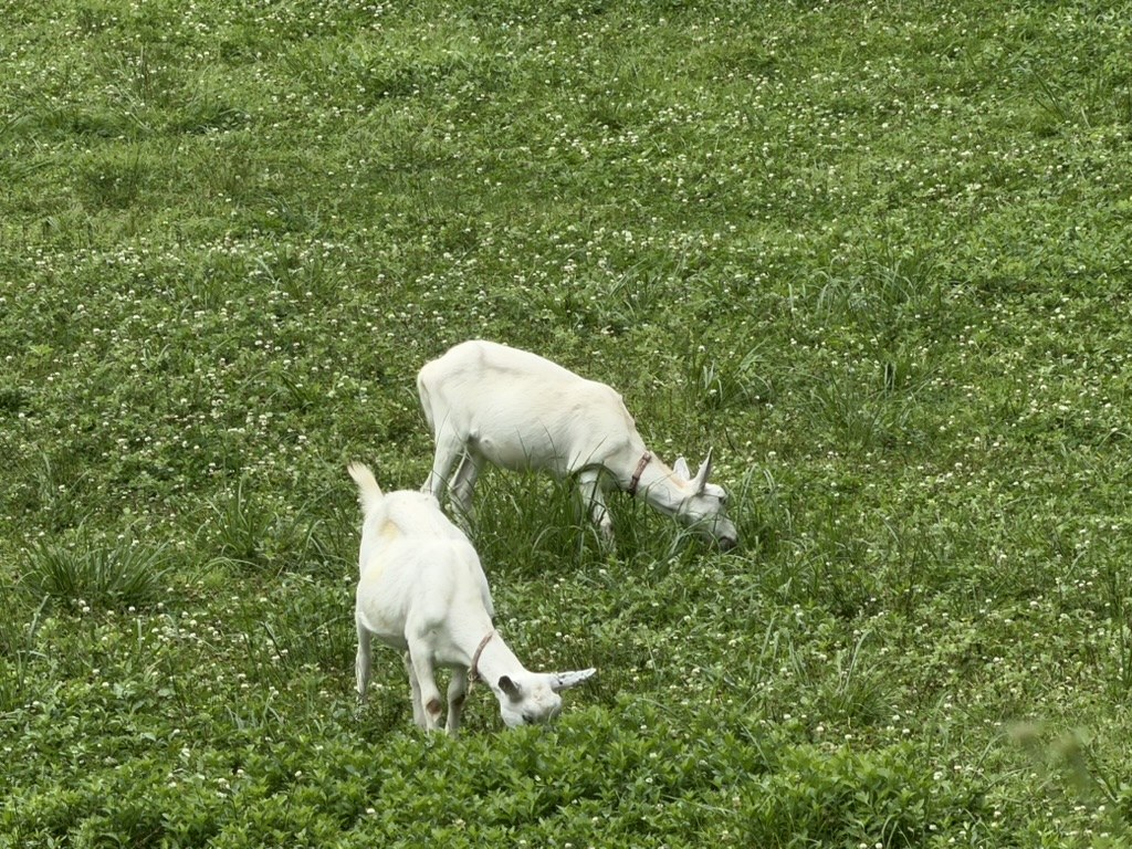 クローバーの草地で草を食べる2頭のヤギ