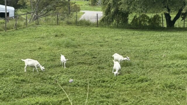 牧草地で草を食べる白いヤギたち